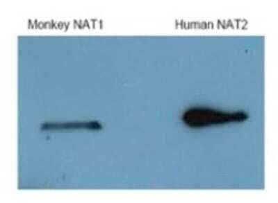 Western Blot: NAT2 Antibody [NBP1-59526]