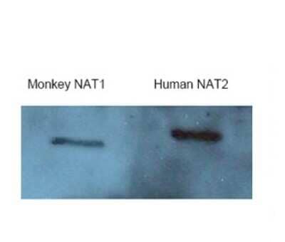 Western Blot: NAT2 Antibody [NBP1-59905]