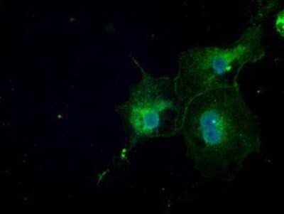 Immunocytochemistry/Immunofluorescence: NAT8 Antibody (OTI5A8) - Azide and BSA Free [NBP2-72878] - Staining of COS7 cells transiently transfected by pCMV6-ENTRY NAT8.