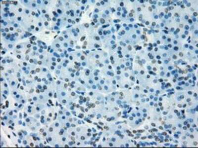 Immunohistochemistry: NAT8 Antibody (OTI5A8) - Azide and BSA Free [NBP2-72878] - Staining of paraffin-embedded pancreas tissue using anti-NAT8 mouse monoclonal antibody.