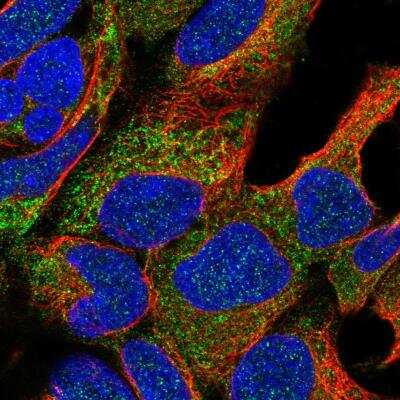 Immunocytochemistry/ Immunofluorescence NAT8L Antibody - BSA Free
