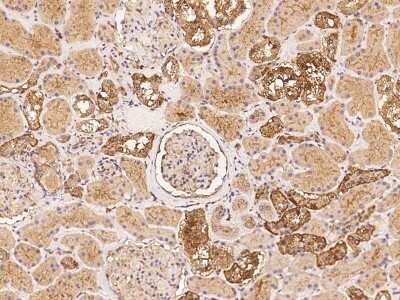 Immunohistochemistry: NAV1 Antibody [NBP3-06303] - Immunochemical staining of human NAV1 in human kidney with rabbit polyclonal antibody at 1:100 dilution, formalin-fixed paraffin embedded sections.