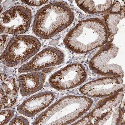 Immunohistochemistry-Paraffin: NAV1 Antibody [NBP1-84082] - Staining of human stomach shows strong cytoplasmic positivity in glandular cells.