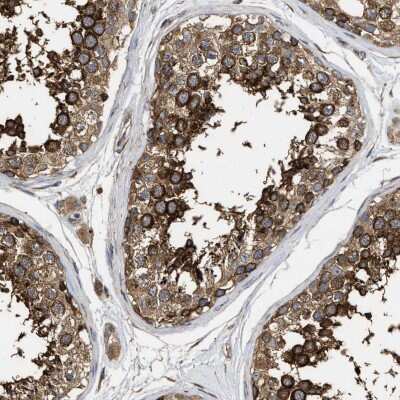 Immunohistochemistry-Paraffin: NAV1 Antibody [NBP1-84083] - Staining of human testis shows strong cytoplasmic positivity in cells in seminiferous ducts.