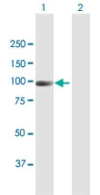 Western Blot: NAV2 Antibody [H00089797-B01P] - Analysis of NAV2 expression in transfected 293T cell line by NAV2 polyclonal antibody.  Lane 1: NAV2 transfected lysate(96.03 KDa). Lane 2: Non-transfected lysate.