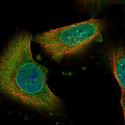 Immunocytochemistry/ Immunofluorescence NAV3 Antibody - BSA Free