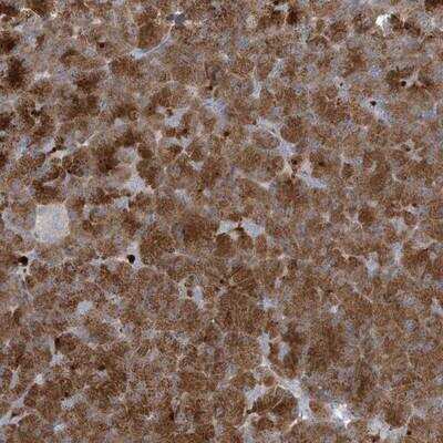 Immunohistochemistry-Paraffin NAV3 Antibody - BSA Free