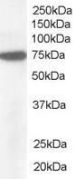 Western Blot: Nucleoporin NUP85 Antibody [NB100-1355] - (1ug/ml) staining of Hela lysate (35ug protein in RIPA buffer). Detected by chemiluminescence.