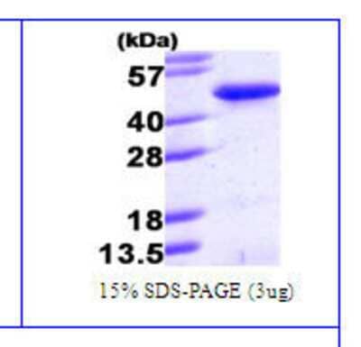 Western Blot: PINX1 Protein [NBC1-26375]