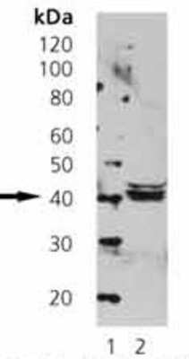 Western Blot: Septin-5 Antibody [NBP1-19221] - Molecular Weight Markers (1) and human brain extract (2) probed with Septin-5 Monoclonal Antibody (SP18)