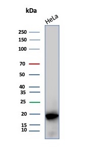 Western blot analysis of HeLa cell lysate using AlphaB Crystallin/CRYAB antibody (CRYAB/7918).