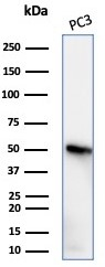 Western blot analysis of PC3 cell lysate using beta-III Tubulin antibody (rTUBB3/7405).