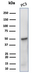 Western blot analysis of PC3 cell lysate using beta-III Tubulin antibody (rTUBB3/7406).