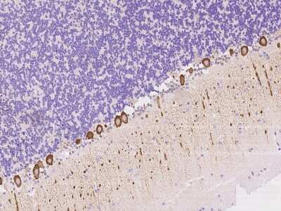 Immunohistochemistry-Paraffin: NBPF15 Antibody [NBP3-06172] - Immunochemical staining of human NBPF15 in cynomolgus cerebellum with rabbit polyclonal antibody at 1:500 dilution, formalin-fixed paraffin embedded sections.