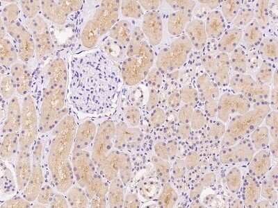 Immunohistochemistry-Paraffin: NBPF15 Antibody [NBP3-06172] - Immunochemical staining of human NBPF15 in human kidney with rabbit polyclonal antibody at 1:500 dilution, formalin-fixed paraffin embedded sections.