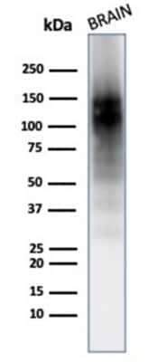 Western Blot: NCAM-1/CD56 Antibody (123A8 (same as 56C04)) - Azide and BSA Free [NBP2-34518] - Western blot analysis of human brain tissue lysate using NCAM-1/CD56 antibody (123A8 (same as 56C04)).