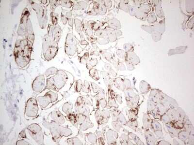 Immunohistochemistry: NCAM-1/CD56 Antibody (1B9) [NBP2-46107] - Analysis of Human adult heart tissue. (Heat-induced epitope retrieval by 1 mM EDTA in 10mM Tris, pH8.5, 120C for 3min)