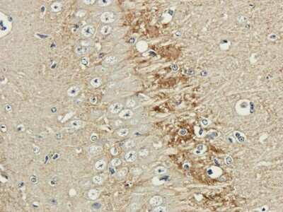 Immunohistochemistry: NCAM-1/CD56 Antibody (735) - Chimeric [NBP2-52669] - Formalin fixed guinea pig brain slices were were stained with a NBP2-52669 at 3 ug/ml.