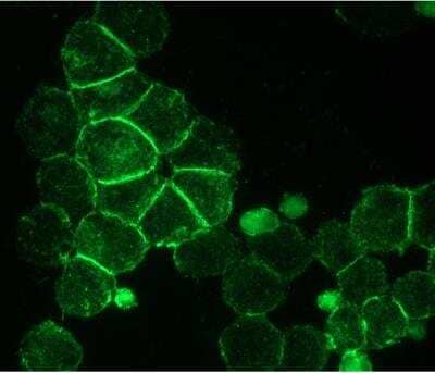 NCAM-1/CD56 Antibody (RNL-1) - BSA Free