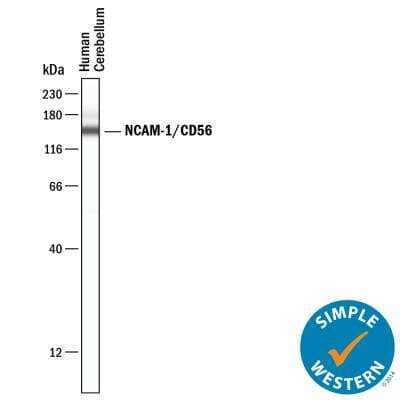 Simple Western: NCAM-1/CD56 Antibody (SPM128) - Azide and BSA Free [NBP2-34397] - Detection of NCAM-1/CD56 by Simple WesternTM. Simple Western lane view shows lysates of human cerebellum. A specific band was detected for NCAM-1/CD56 at approximately 147 kDa (as indicated) using 10 ug/mL of Mouse Anti-NCAM-1/CD56 Monoclonal Antibody (Catalog # NBP2-34397). This experiment was conducted under reducing conditions and using the 12-230 kDa separation system.