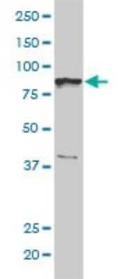 Western Blot: NCAPH Antibody (1C9) [H00023397-M01] - BRRN1 monoclonal antibody (M01), clone 1C9 Analysis of BRRN1 expression in Jurkat.