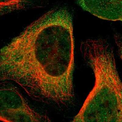 Immunocytochemistry/Immunofluorescence: NCAPH Antibody [NBP1-88345] - Staining of human cell line U-2 OS shows localization to nucleus and cytosol. Antibody staining is shown in green.