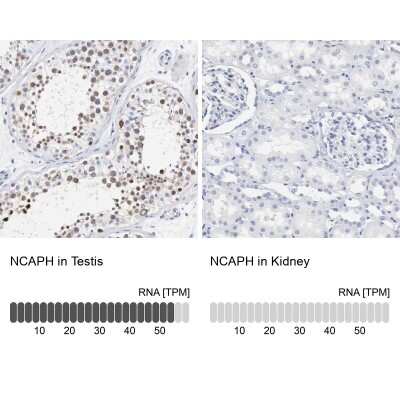 Immunohistochemistry-Paraffin: NCAPH Antibody [NBP1-88345] - Staining in human testis and kidney tissues . Corresponding NCAPH RNA-seq data are presented for the same tissues.