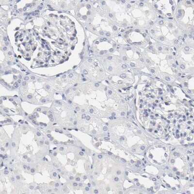 Immunohistochemistry-Paraffin: NCAPH Antibody [NBP1-88346] - Staining of human kidney shows no positivity as expected.