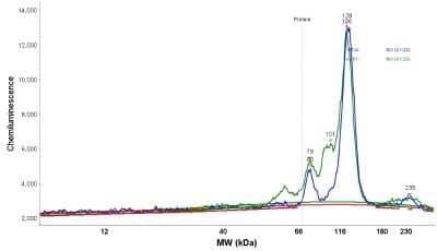 Simple Western: NCAPH Antibody [NBP1-88345] - Electropherogram image(s) of corresponding Simple Western lane view. NCAPH antibody was used at 1:20 dilution on RT-4 and U-251MG lysate(s).