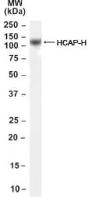 Western Blot: NCAPH Antibody [NB100-60947] - Analysis of NCAPH using this antibody at 0.01 ug/ml in K562 cell lysate (35ug protein in RIPA buffer).