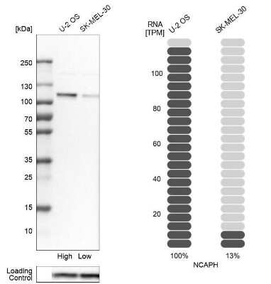 Western Blot: NCAPH Antibody [NBP1-88345] - Analysis in human cell lines U2OS and SK-MEL-30 using anti-NCAPH antibody. Corresponding NCAPH RNA-seq data are presented for the same cell lines. Loading control: anti-COX4I1.