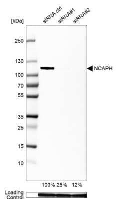 Western Blot: NCAPH Antibody [NBP1-88345] - Analysis in U2OS cells transfected with control siRNA, target specific siRNA probe #1 and #2, using Anti-NCAPH antibody. Remaining relative intensity is presented. Loading control: Anti-GAPDH.