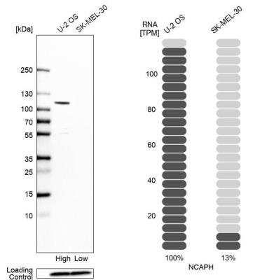 Western Blot: NCAPH Antibody [NBP1-88346] - Western blot analysis in human cell lines U2OS and SK-MEL-30. Corresponding RNA-seq data are presented for the same cell lines. Loading control: Anti-COX4I1.