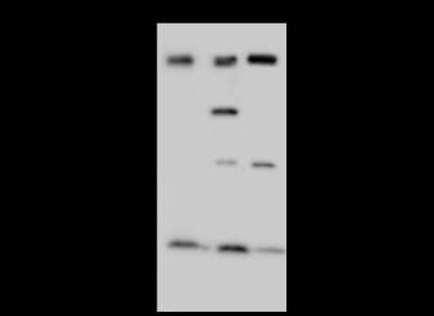 Western Blot: NCAPH Antibody [NBP2-98779] - Anti-NCAPH rabbit polyclonal antibody at 1:500 dilution. Lane A: HeLa Whole Cell Lysate Lane B: HepG2 Whole Cell Lysate Lane C: Jurkat Whole Cell Lysate Lysates/proteins at 30 ug per lane. Secondary Goat Anti-Rabbit IgG (H+L)/HRP at 1/10000 dilution. Developed using the ECL technique. Performed under reducing conditions. Predicted band size: 83 kDa. Observed band size: 96 kDa