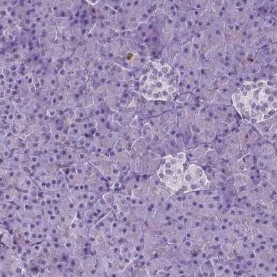 Immunohistochemistry-Paraffin: NCAPH2 Antibody [NBP2-49580] - Staining of human pancreas shows low expression as expected.