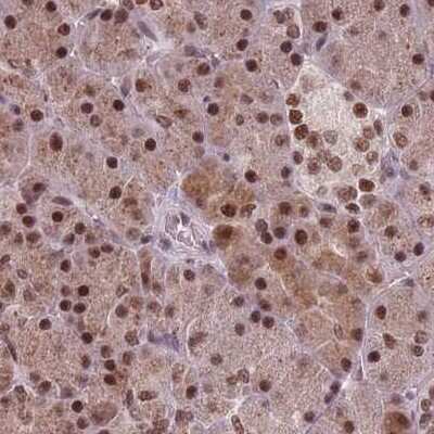 Immunohistochemistry-Paraffin: NCBP1 Antibody [NBP2-33546] - Staining of pancreas.