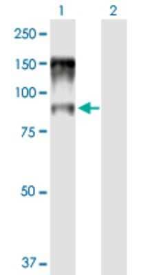 Western Blot: NCBP1 Antibody [H00004686-B01P] - Analysis of NCBP1 expression in transfected 293T cell line by NCBP1 polyclonal antibody.  Lane 1: NCBP1 transfected lysate(86.9 KDa). Lane 2: Non-transfected lysate.