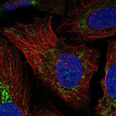 Immunocytochemistry/ Immunofluorescence NCCRP1 Antibody - BSA Free