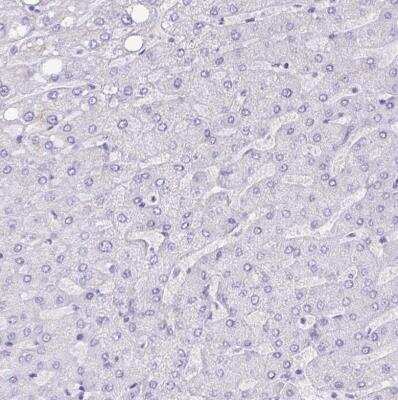Immunohistochemistry-Paraffin NCCRP1 Antibody - BSA Free
