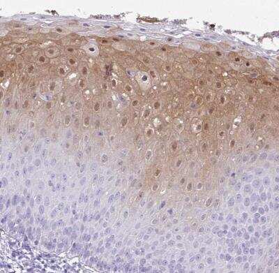 Immunohistochemistry-Paraffin NCCRP1 Antibody - BSA Free