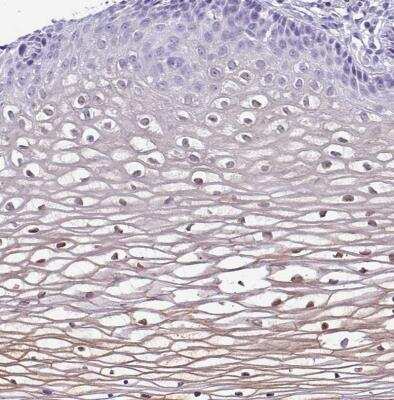 Immunohistochemistry-Paraffin NCCRP1 Antibody - BSA Free