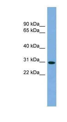 Western Blot NCCRP1 Antibody - BSA Free