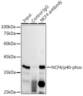 Immunoprecipitation: NCF4 Antibody (4L9Z4) [NBP3-15322] - Immunoprecipitation analysis of 300ug extracts of THP-1 cells using 3ug NCF4 antibody (NBP3-15322). Western blot was performed from the immunoprecipitate using NCF4 antibody (NBP3-15322) at a dilition of 1:1000.