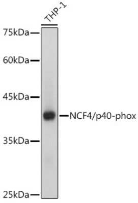 Western Blot: NCF4 Antibody (4L9Z4) [NBP3-15322] - Western blot analysis of extracts of THP-1 cells, using NCF4 antibody (NBP3-15322) at 1:1000 dilution. Secondary antibody: HRP Goat Anti-Rabbit IgG (H+L) at 1:10000 dilution. Lysates/proteins: 25ug per lane. Blocking buffer: 3% nonfat dry milk in TBST. Detection: ECL Basic Kit. Exposure time: 1s.