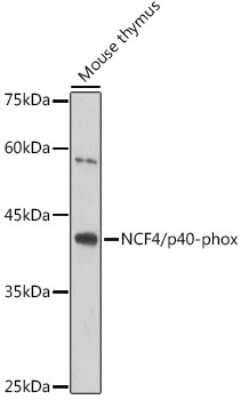 Western Blot NCF4 Antibody (4L9Z4)