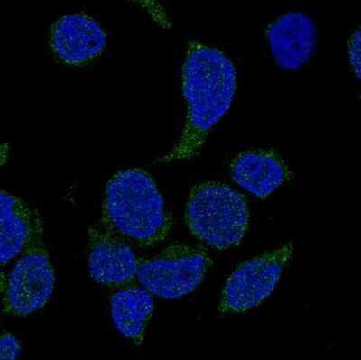 Immunocytochemistry/Immunofluorescence: NCF4 Antibody [NBP2-58290] - Staining of human cell line REH shows localization to cytosol.