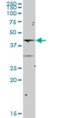 Western Blot: NCF4 Antibody [H00004689-B01P] - Analysis of NCF4 expression in human liver.