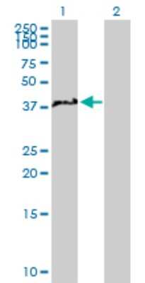 Western Blot: NCF4 Antibody [H00004689-B01P] - Analysis of NCF4 expression in transfected 293T cell line by NCF4 polyclonal antibody.  Lane 1: NCF4 transfected lysate(37.29 KDa). Lane 2: Non-transfected lysate.