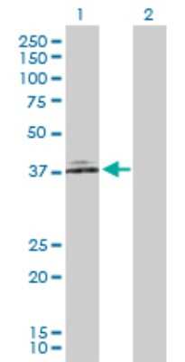 Western Blot: NCF4 Antibody [H00004689-D01P] - Analysis of NCF4 expression in transfected 293T cell line by NCF4 polyclonal antibody.Lane 1: NCF4 transfected lysate(39.00 KDa).Lane 2: Non-transfected lysate.