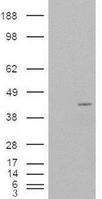 Western Blot: NCF4 Antibody [NB100-61666] - HEK293 overexpressing P40PHOX and probed with (mock transfection in first lane).